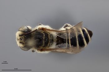 Media type: image;   Entomology 788867 Aspect: habitus dorsal view